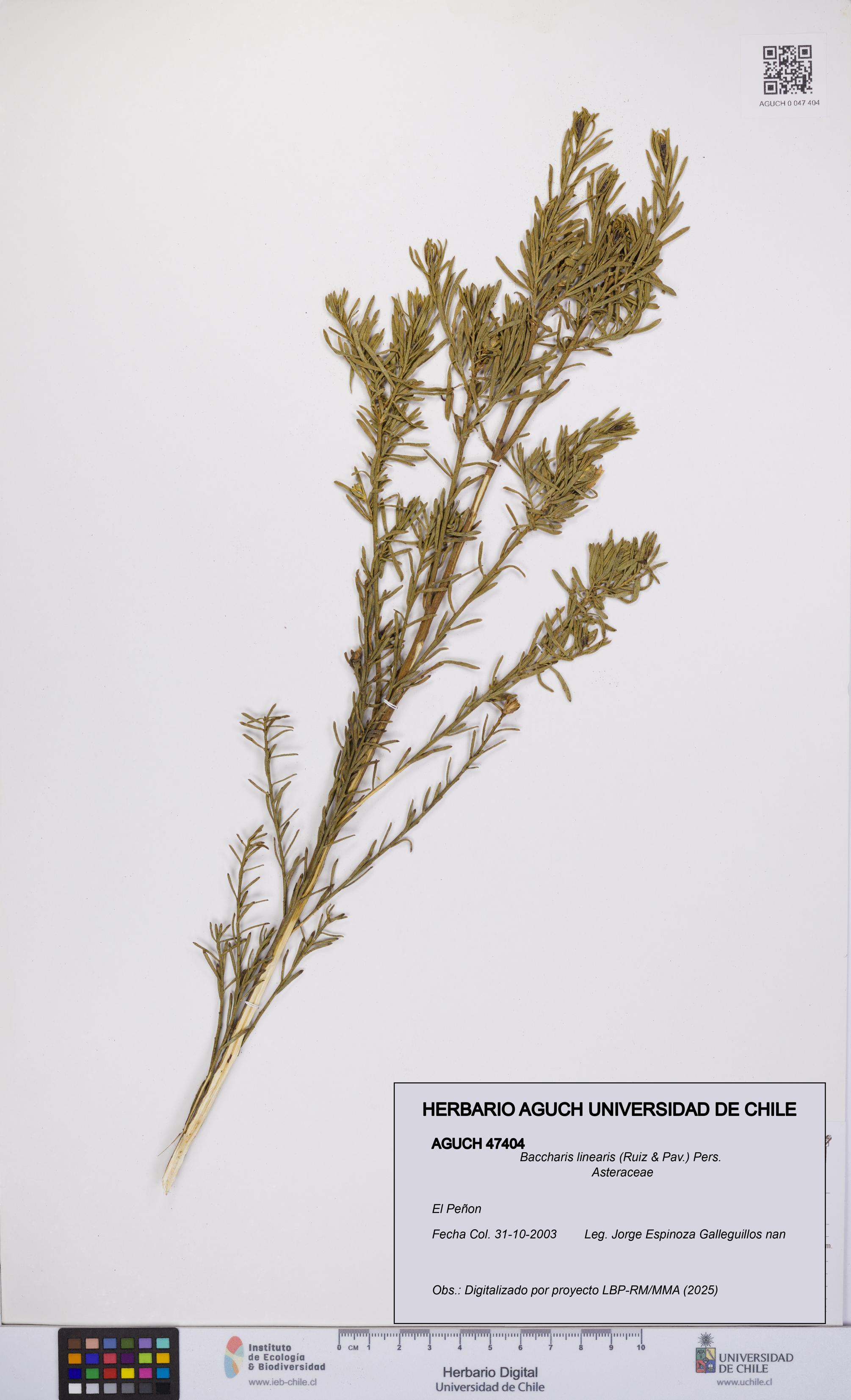 Baccharis linearis [Espécimen: UCH:AGUCH:0047404]
