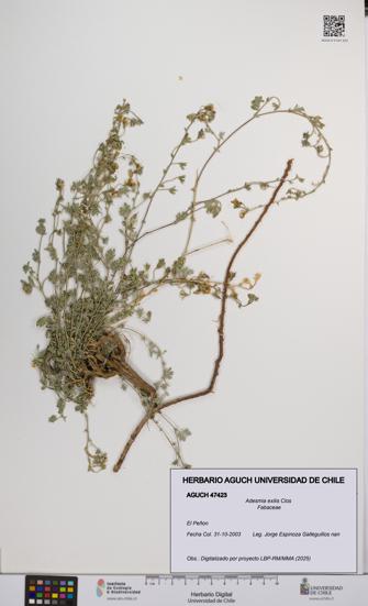 Adesmia exilis [Espécimen: UCH:AGUCH:0047423]