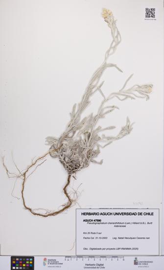Pseudognaphalium cheiranthifolium [Espécimen: UCH:AGUCH:0047590]