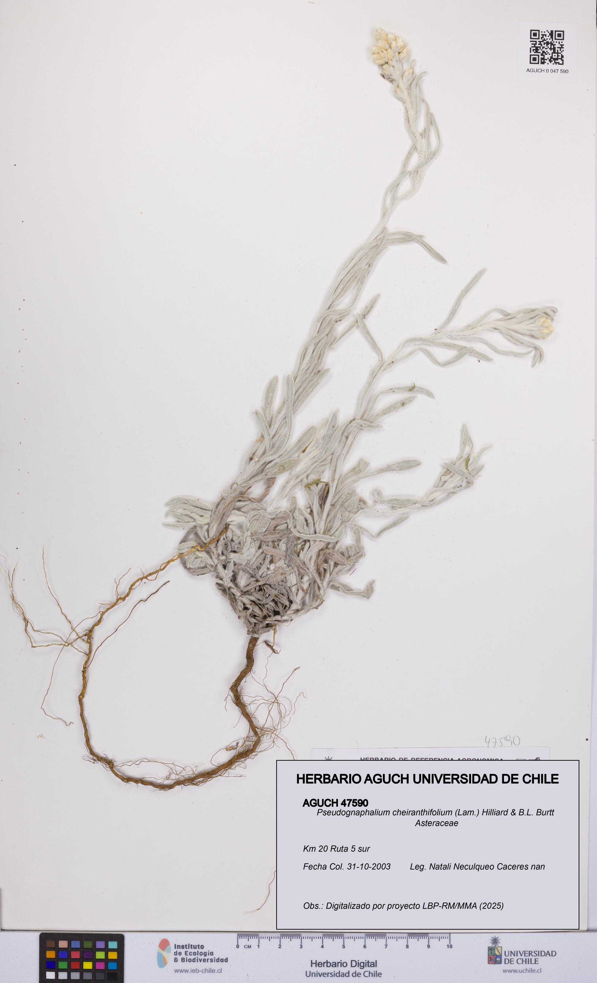 Pseudognaphalium cheiranthifolium [Espécimen: UCH:AGUCH:0047590]