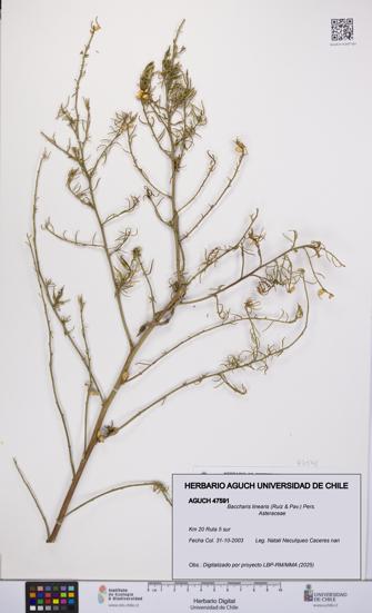 Baccharis linearis [Espécimen: UCH:AGUCH:0047591]