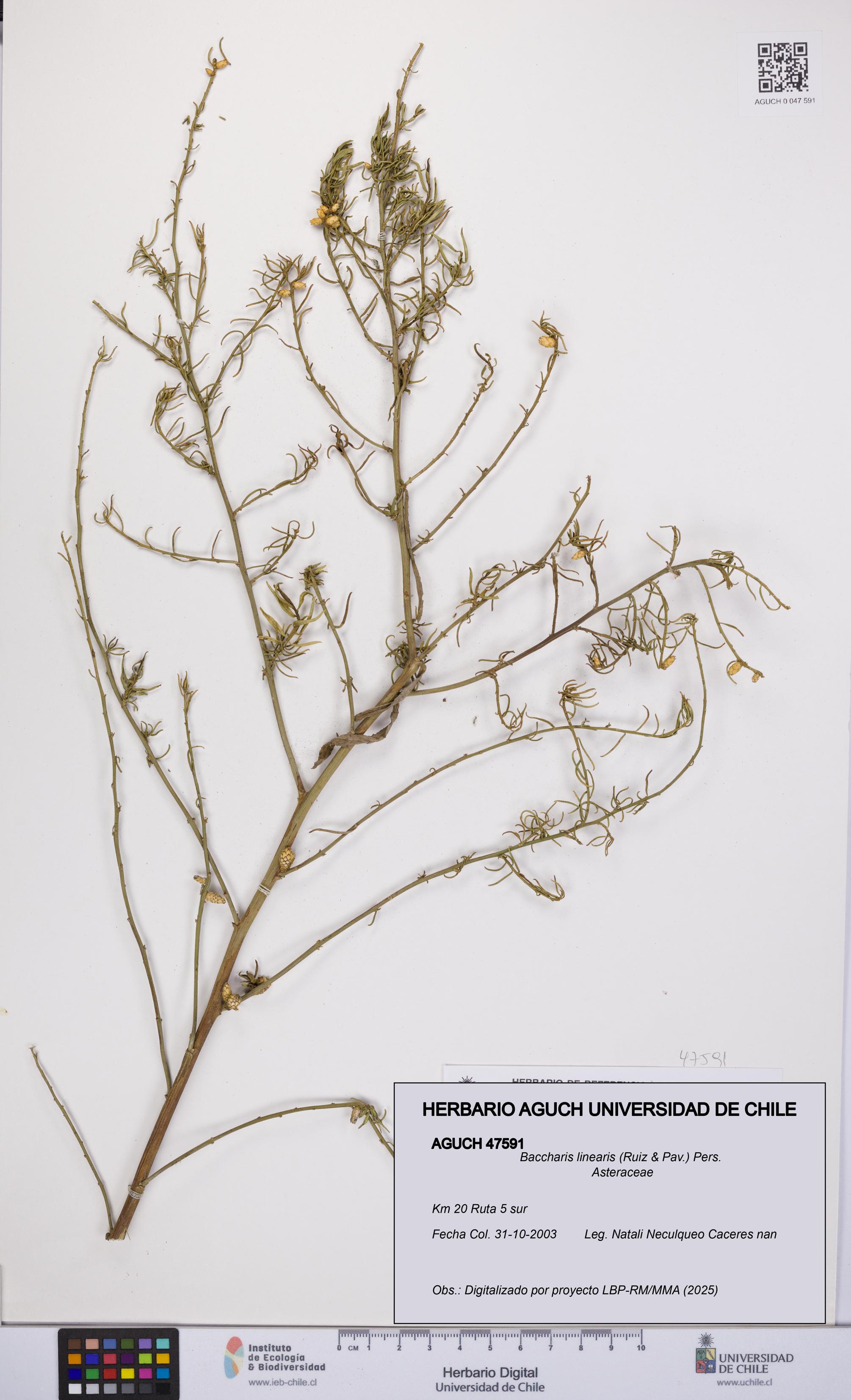 Baccharis linearis [Espécimen: UCH:AGUCH:0047591]