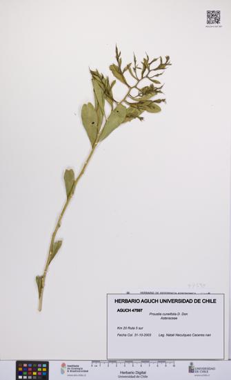 Proustia cuneifolia [Espécimen: UCH:AGUCH:0047597]