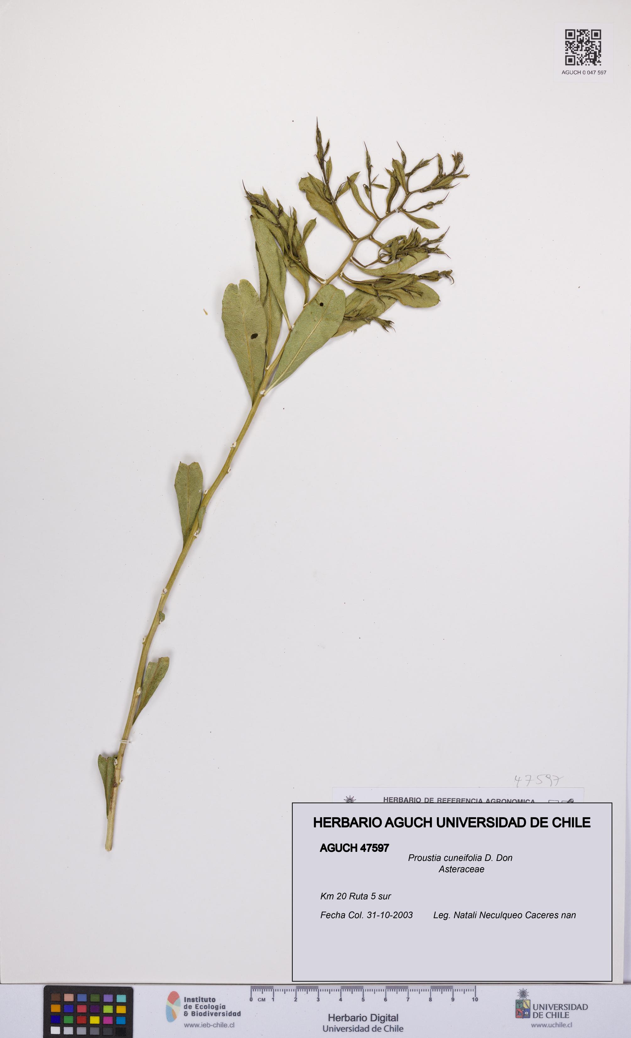 Proustia cuneifolia [Espécimen: UCH:AGUCH:0047597]