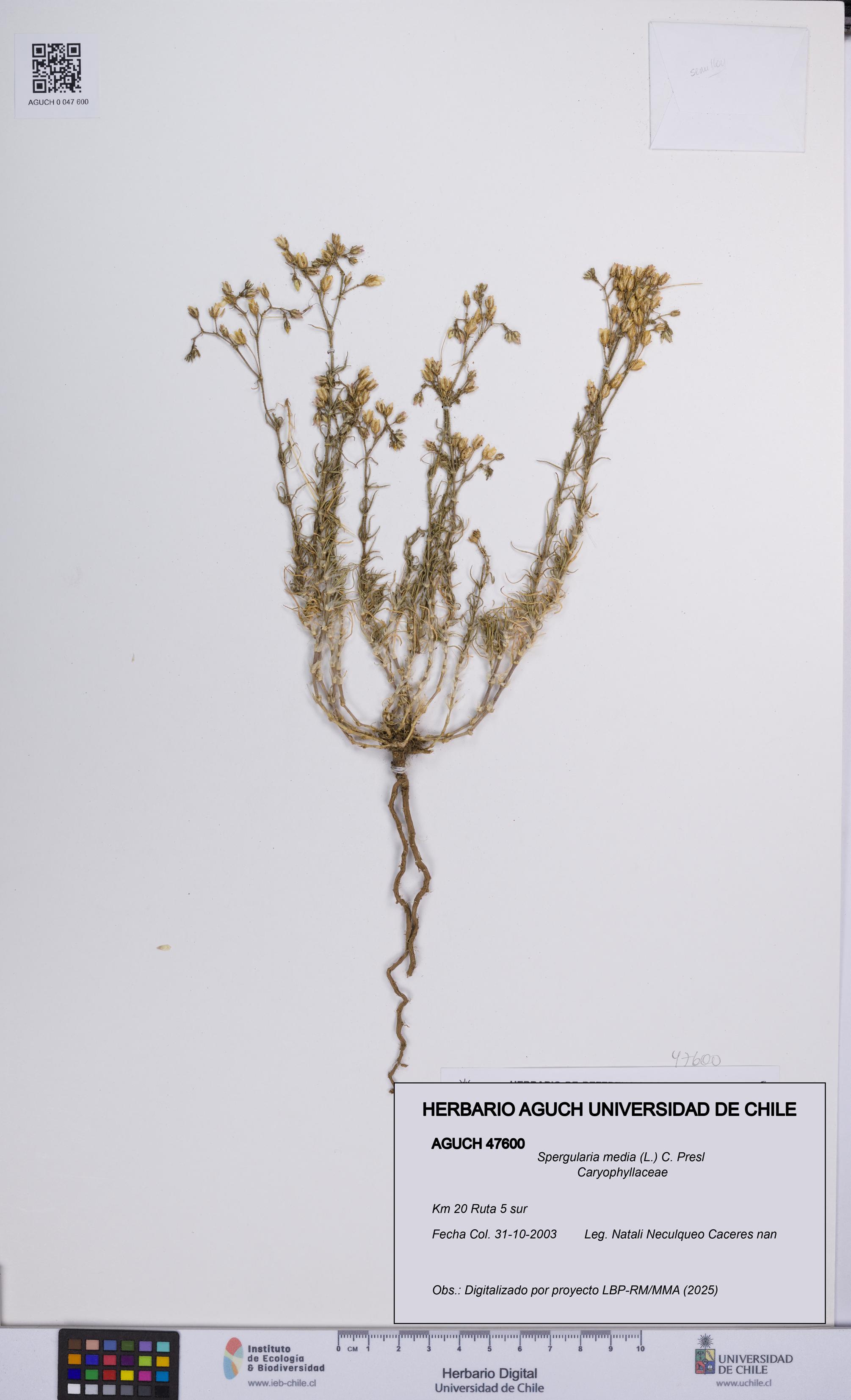 Spergularia media [Espécimen: UCH:AGUCH:0047600]