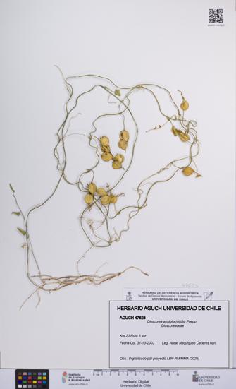 Dioscorea aristolochiifolia [Espécimen: UCH:AGUCH:0047623]