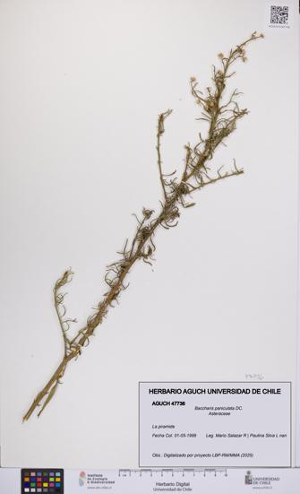 Baccharis paniculata [Espécimen: UCH:AGUCH:0047736]