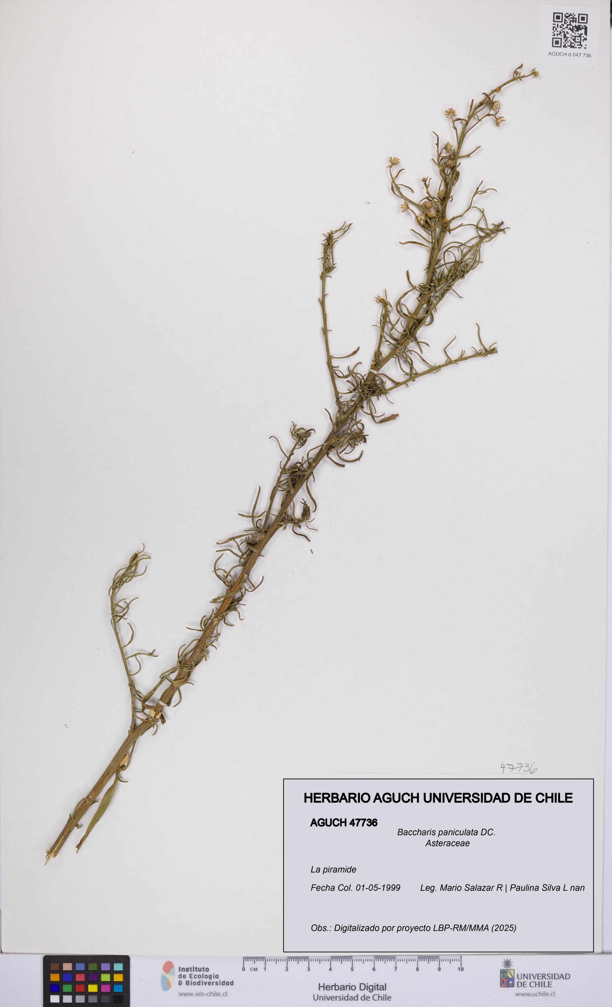 Baccharis paniculata [Espécimen: UCH:AGUCH:0047736]