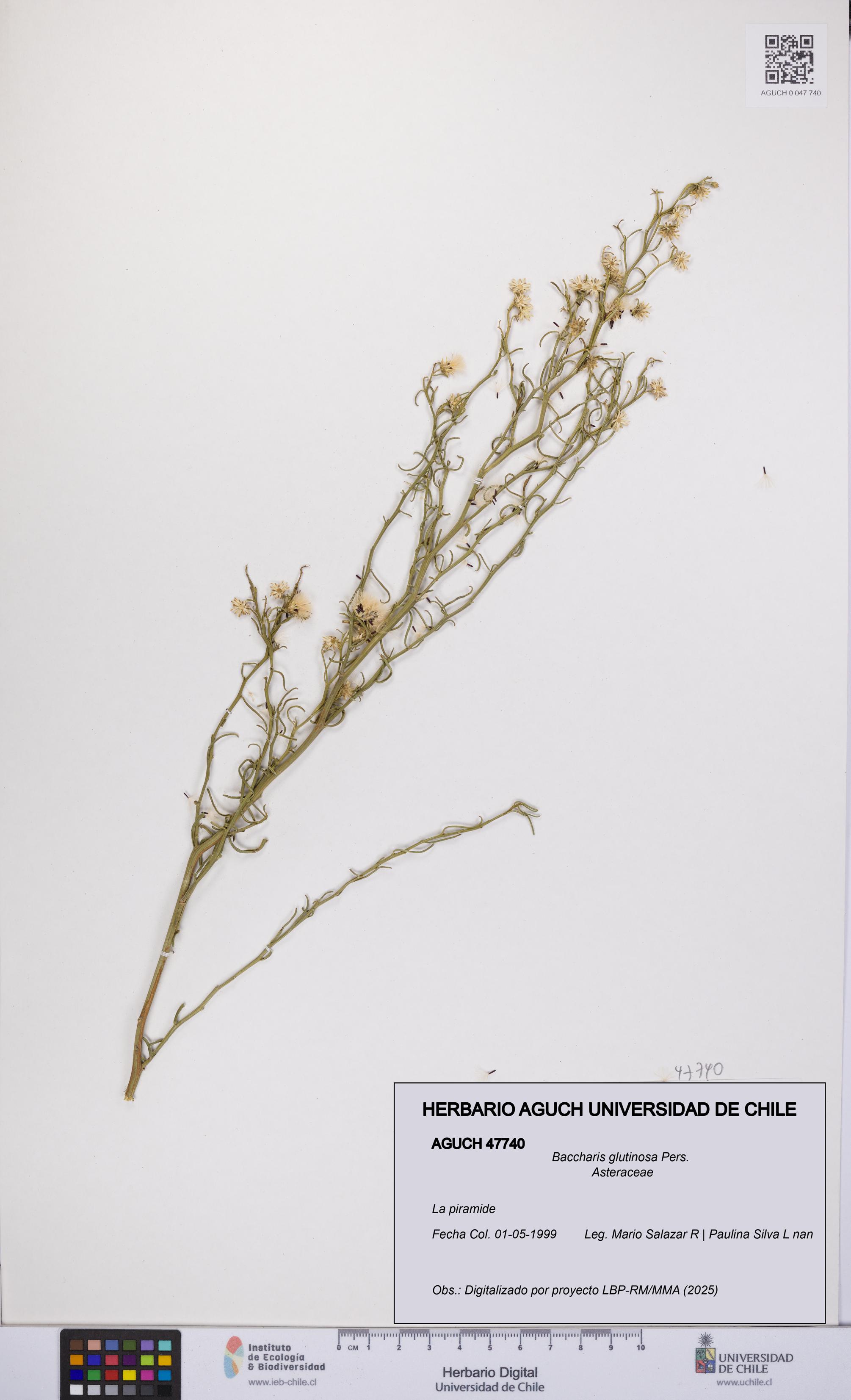 Baccharis glutinosa [Espécimen: UCH:AGUCH:0047740]