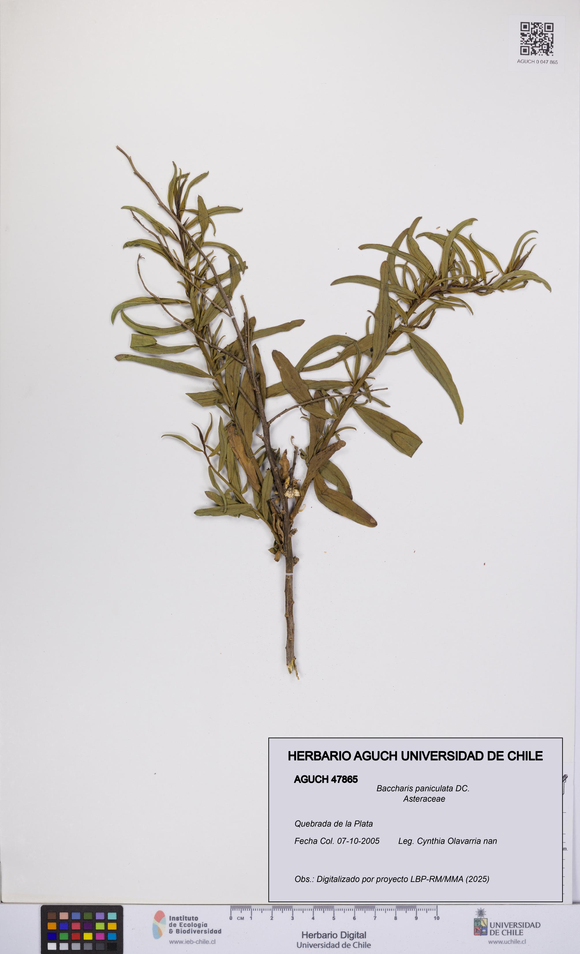 Baccharis paniculata [Espécimen: UCH:AGUCH:0047865]