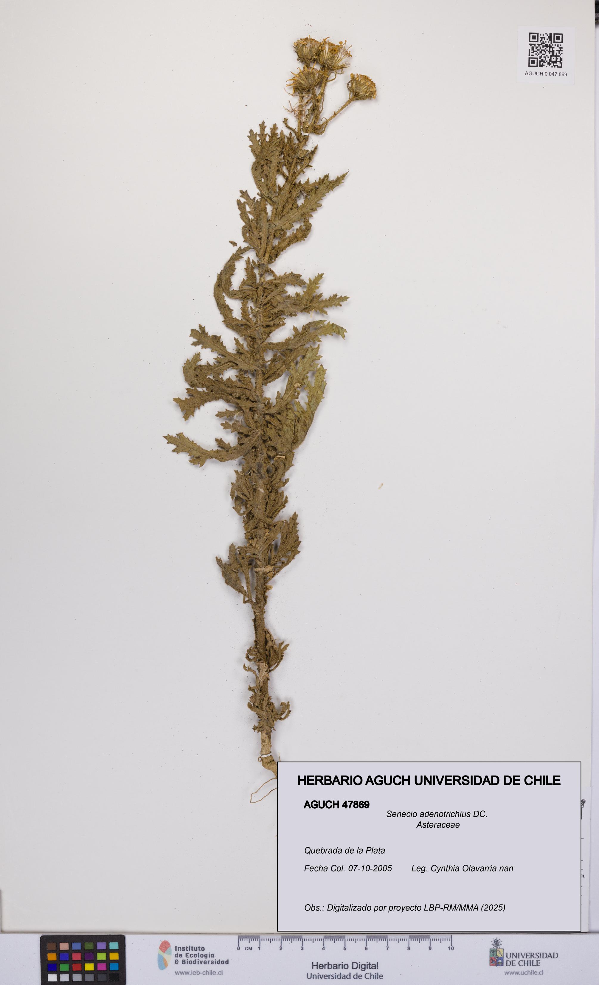 Senecio adenotrichius [Espécimen: UCH:AGUCH:0047869]