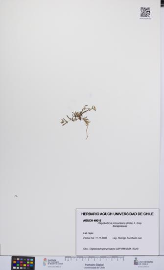 Plagiobothrys procumbens [Espécimen: UCH:AGUCH:0048015]