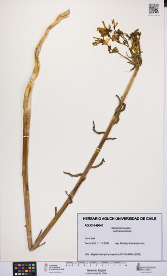 Alstroemeria ligtu [Espécimen: UCH:AGUCH:0048040]