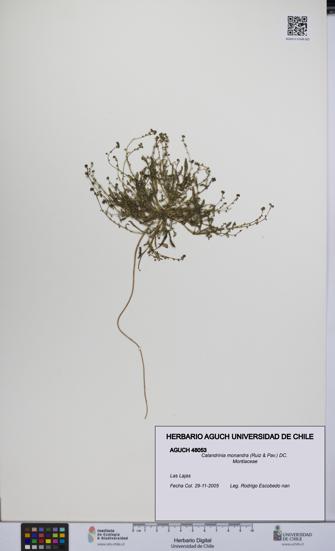 Calandrinia monandra [Espécimen: UCH:AGUCH:0048053]