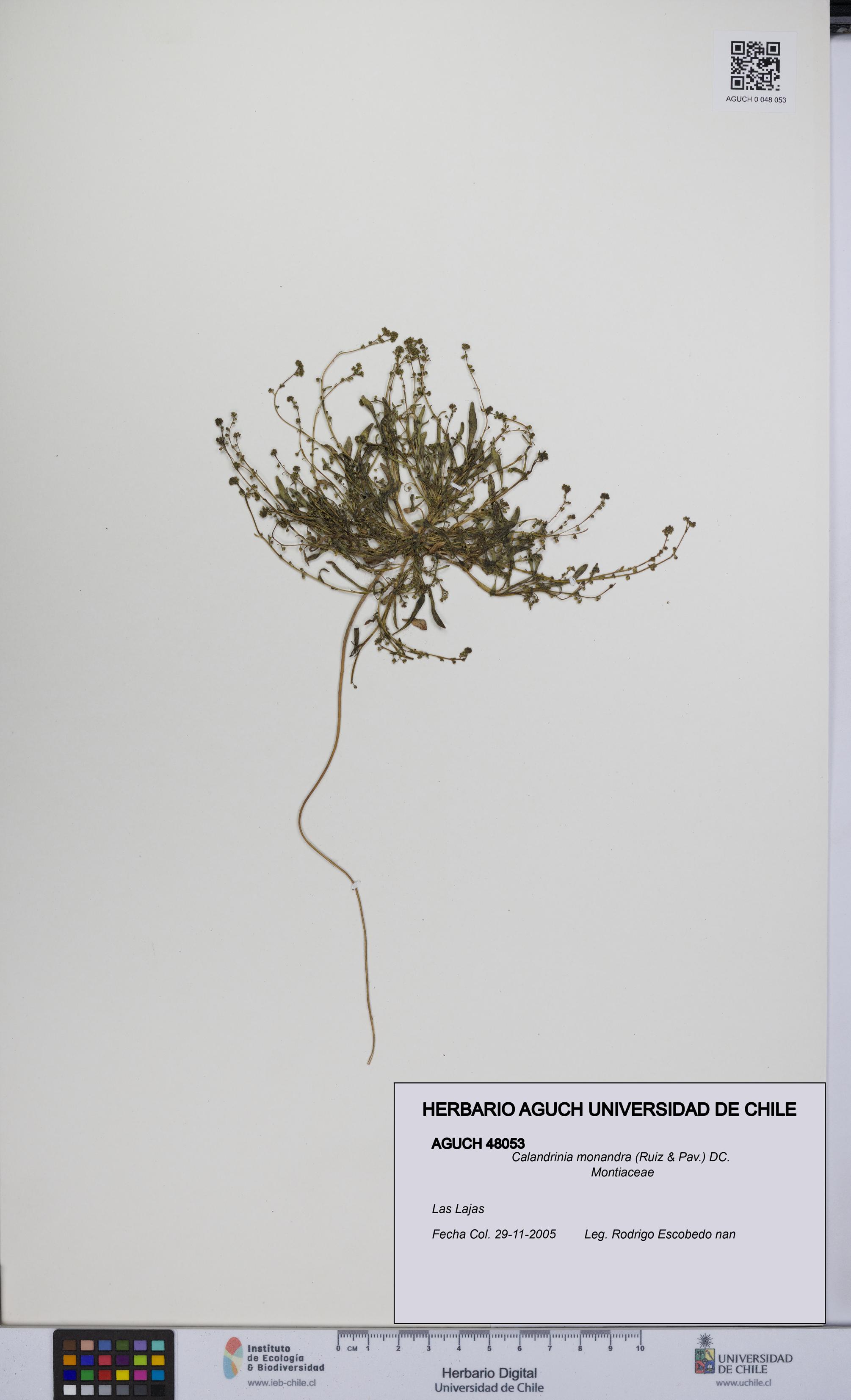 Calandrinia monandra [Espécimen: UCH:AGUCH:0048053]