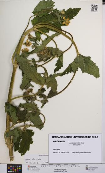 Loasa sclareifolia [Espécimen: UCH:AGUCH:0048056]