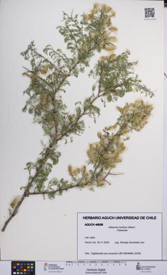 Adesmia confusa [Espécimen: UCH:AGUCH:0048058]