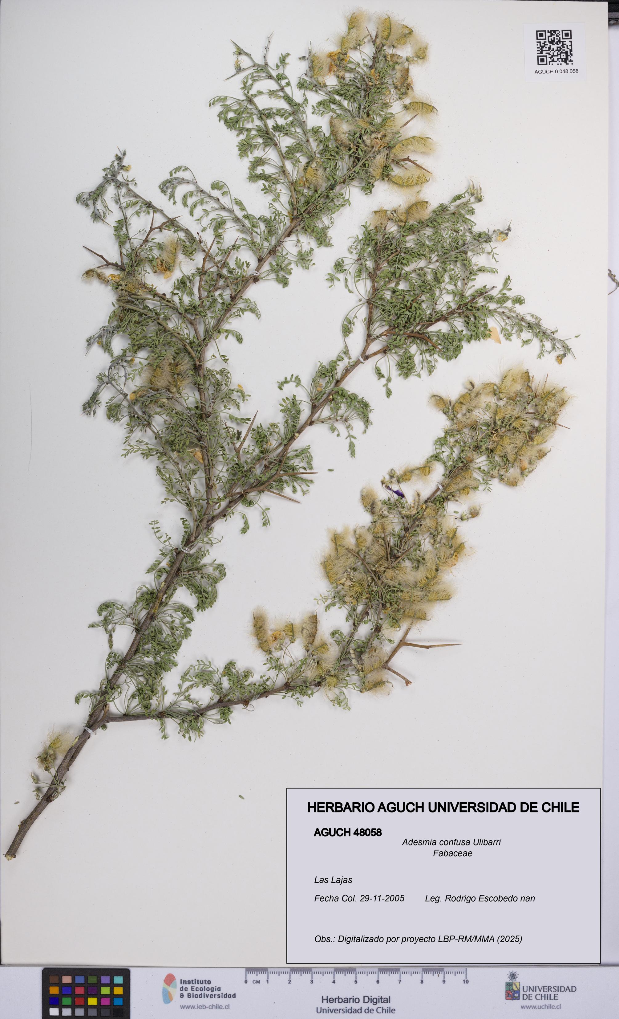 Adesmia confusa [Espécimen: UCH:AGUCH:0048058]