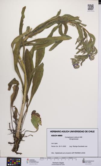 Cynoglossum creticum [Espécimen: UCH:AGUCH:0048063]