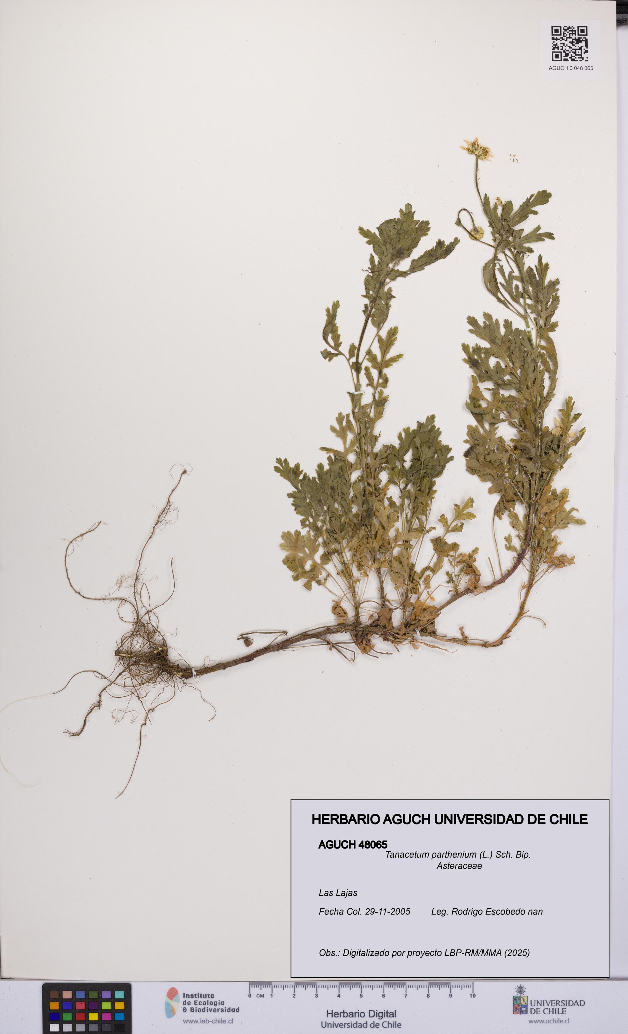 Tanacetum parthenium [Espécimen: UCH:AGUCH:0048065]