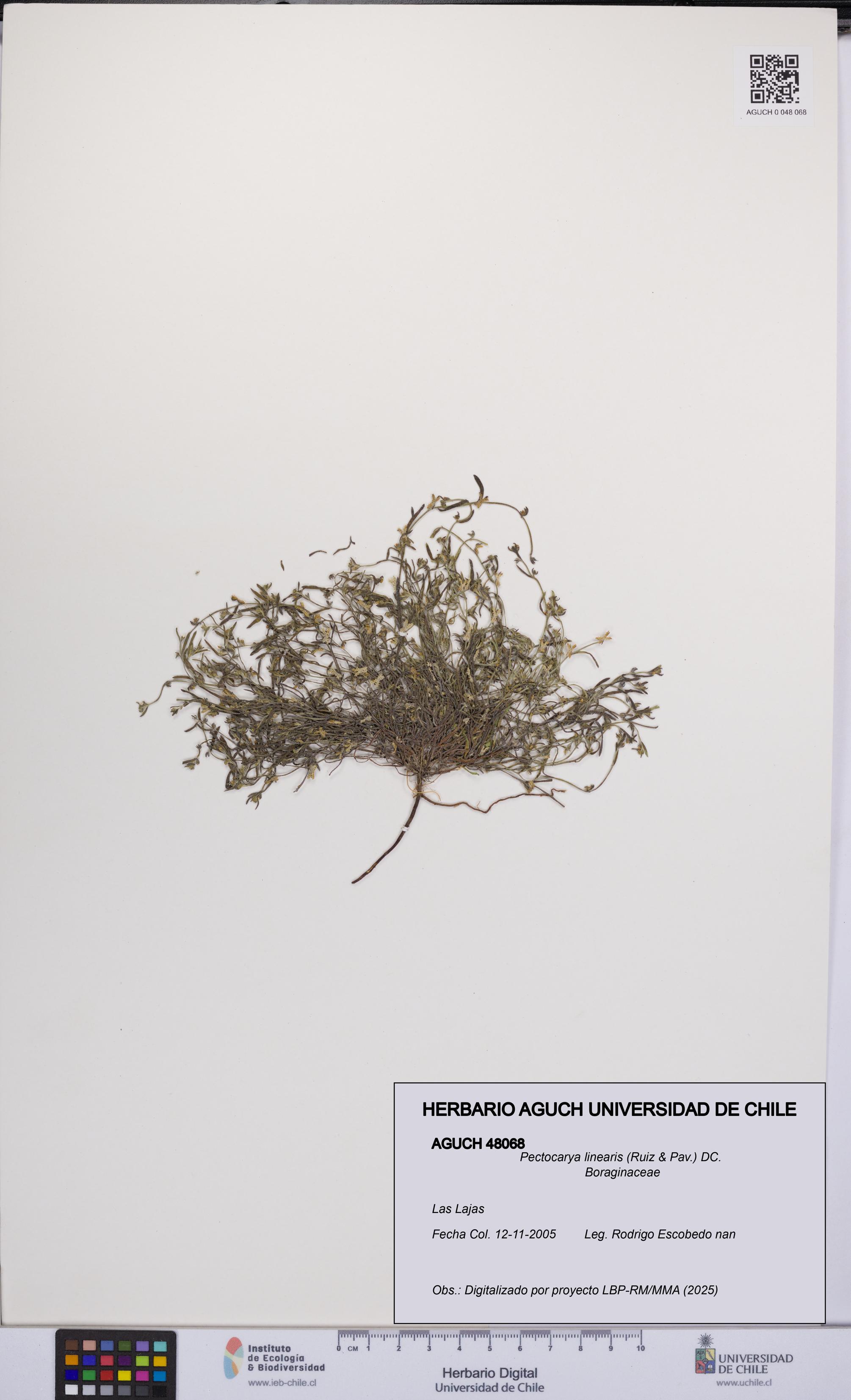 Pectocarya linearis [Espécimen: UCH:AGUCH:0048068]