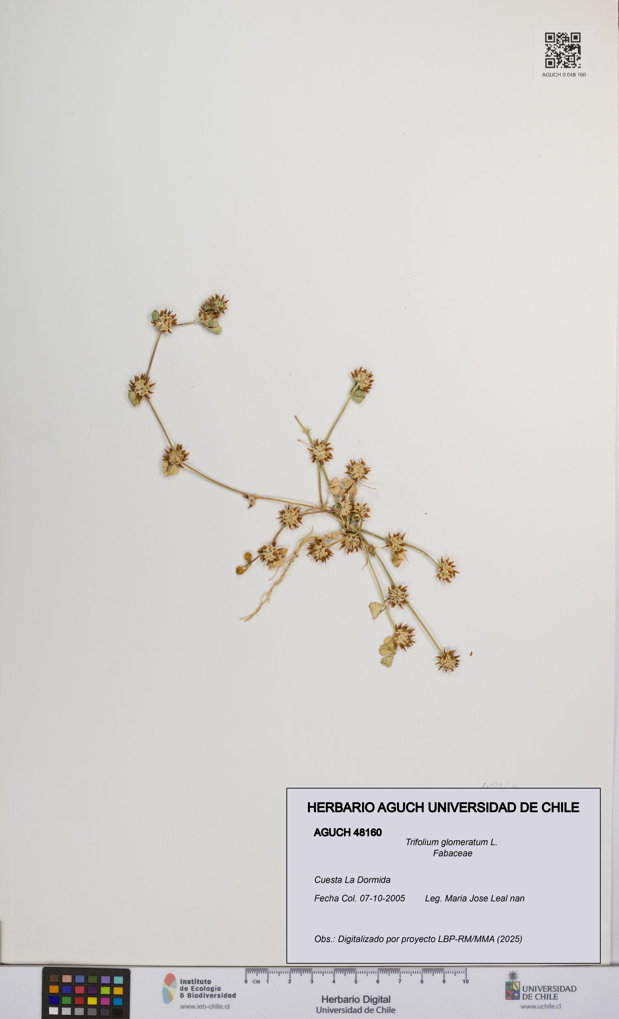 Trifolium glomeratum [Espécimen: UCH:AGUCH:0048160]