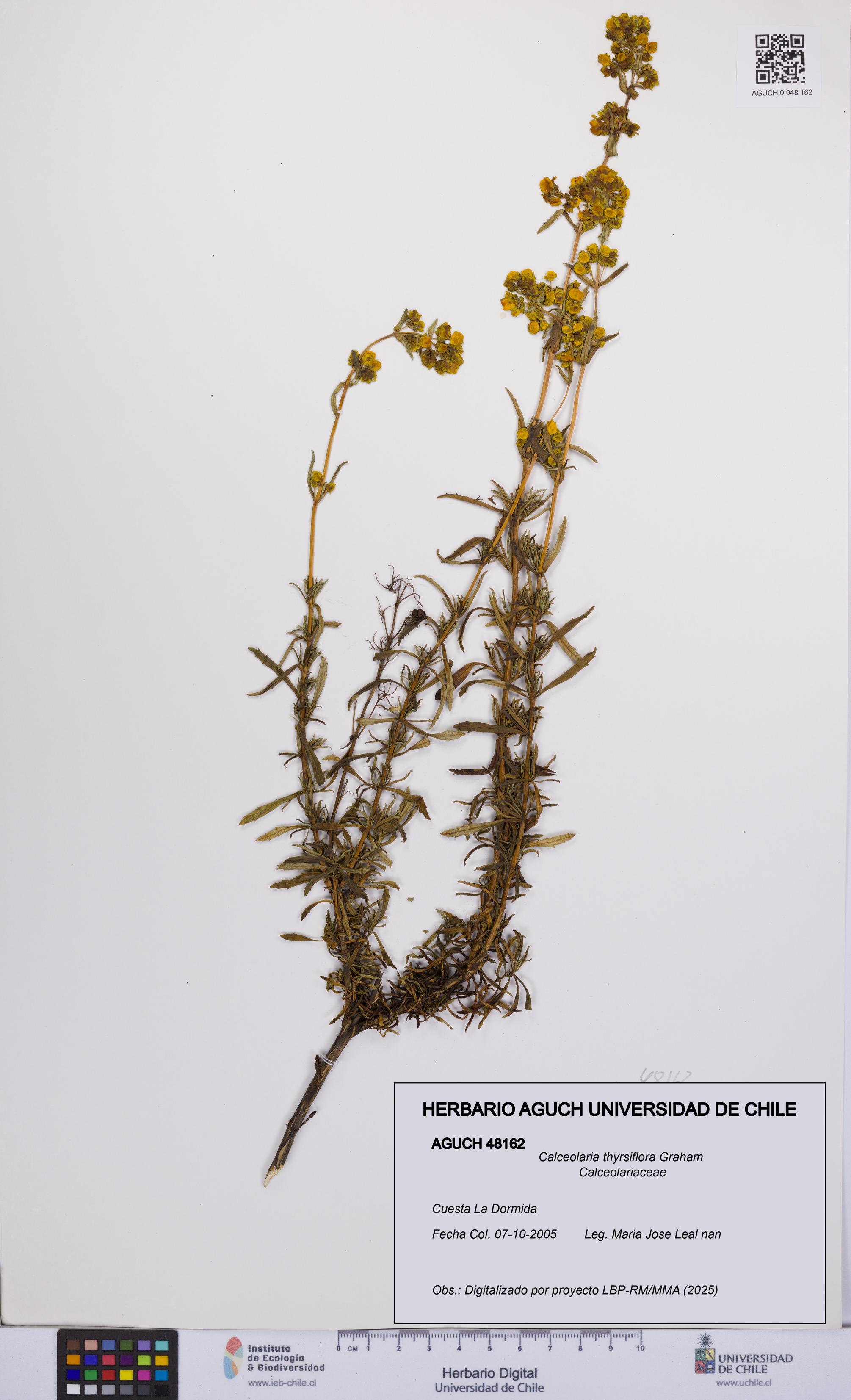 Calceolaria thyrsiflora [Espécimen: UCH:AGUCH:0048162]