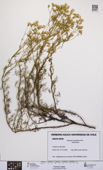 Senecio minutifolius [Espécimen: UCH:AGUCH:0048164]
