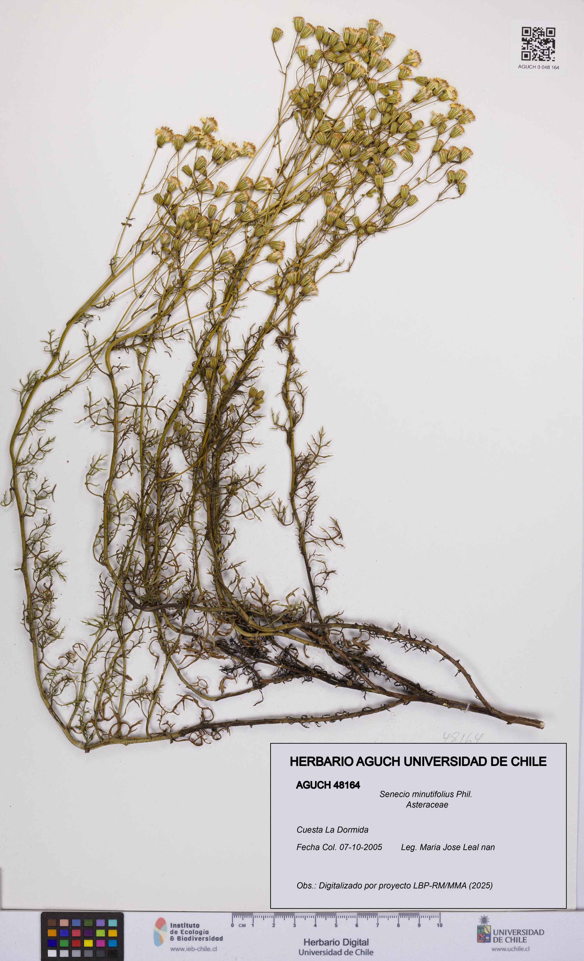 Senecio minutifolius [Espécimen: UCH:AGUCH:0048164]