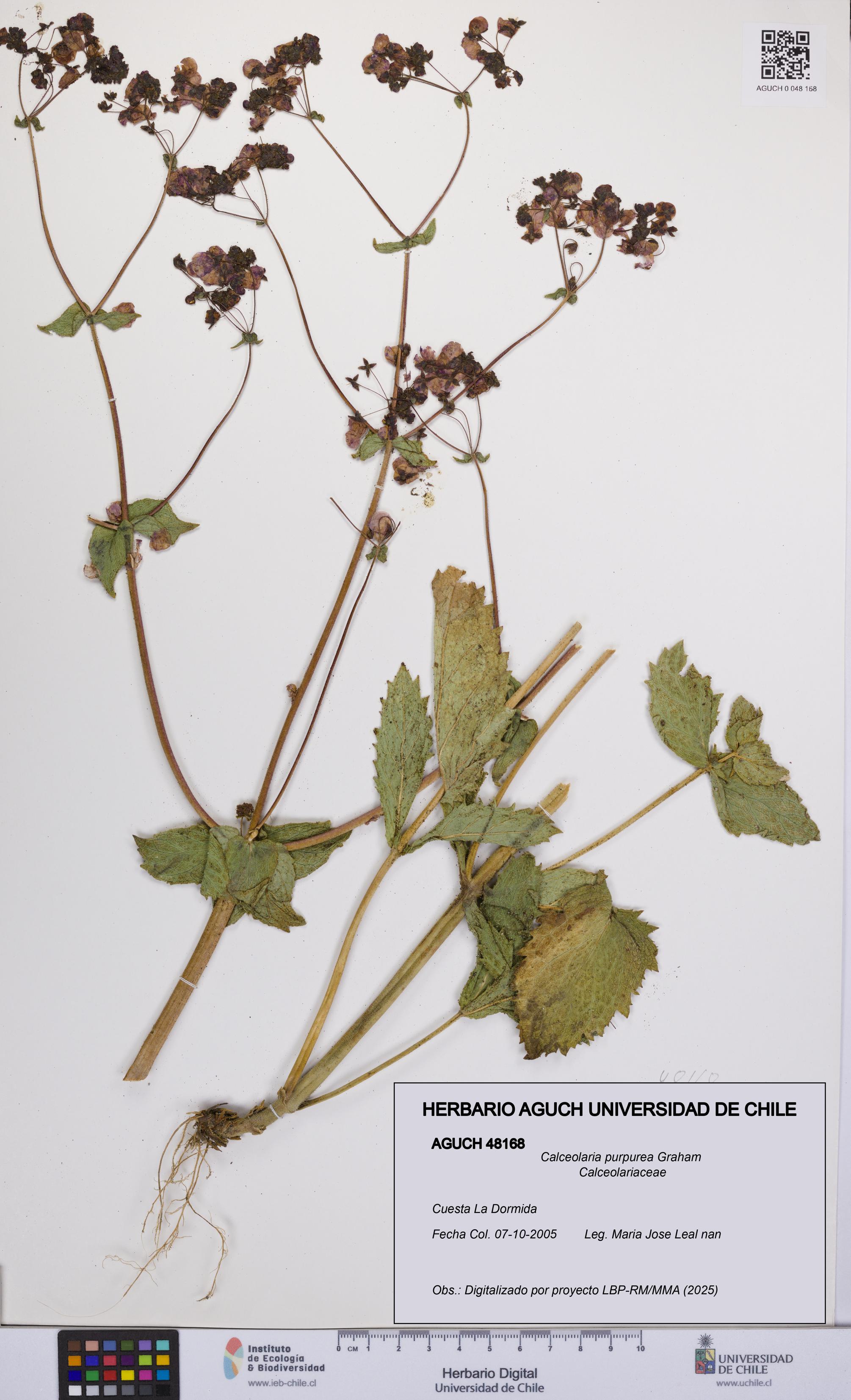 Calceolaria purpurea [Espécimen: UCH:AGUCH:0048168]