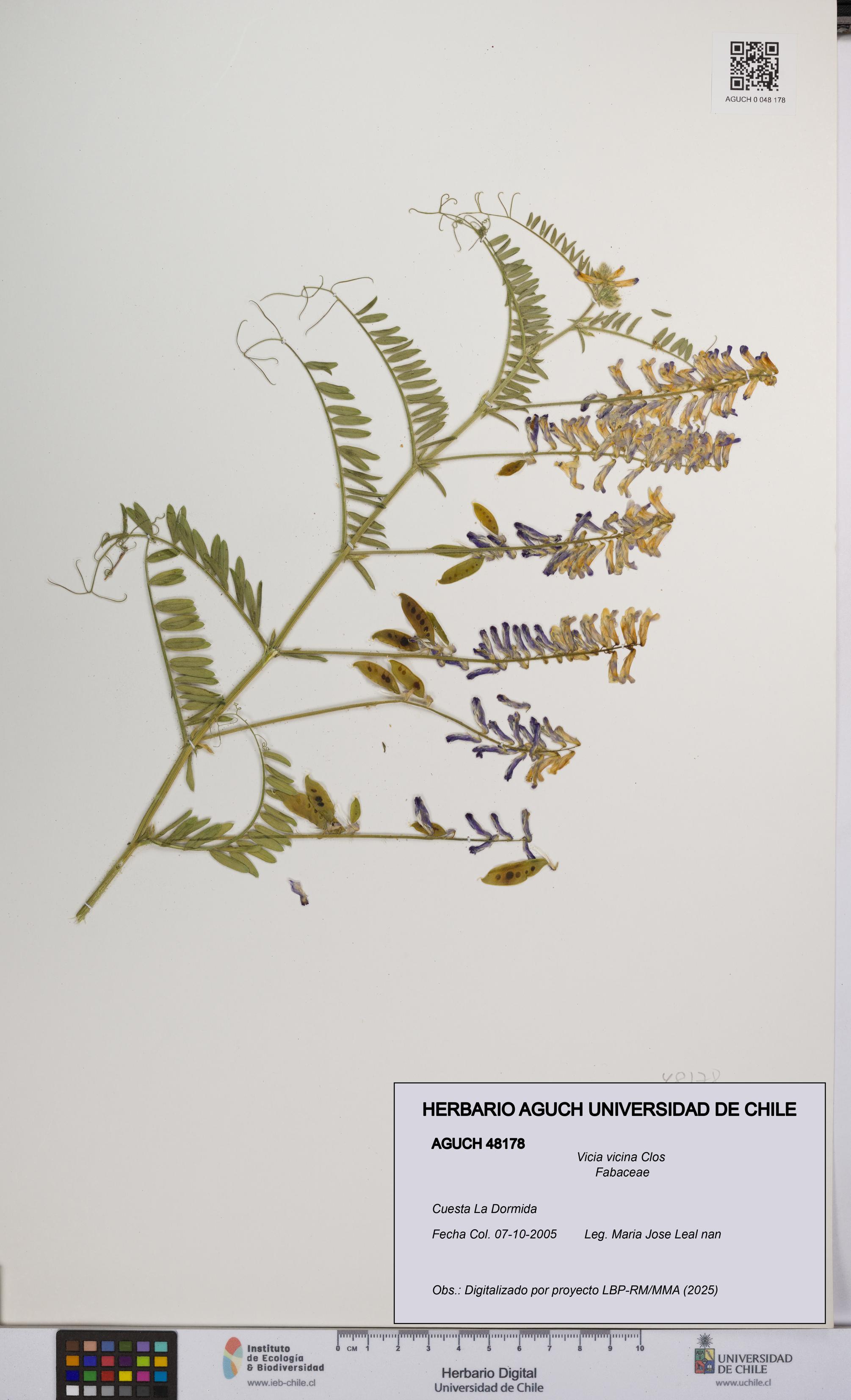 Vicia vicina [Espécimen: UCH:AGUCH:0048178]