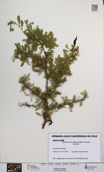 Vachellia caven [Espécimen: UCH:AGUCH:0048189]