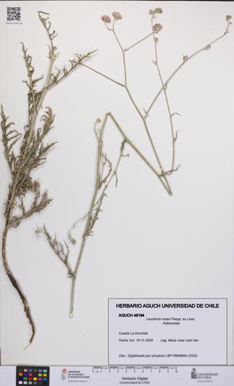 Leucheria rosea [Espécimen: UCH:AGUCH:0048194]