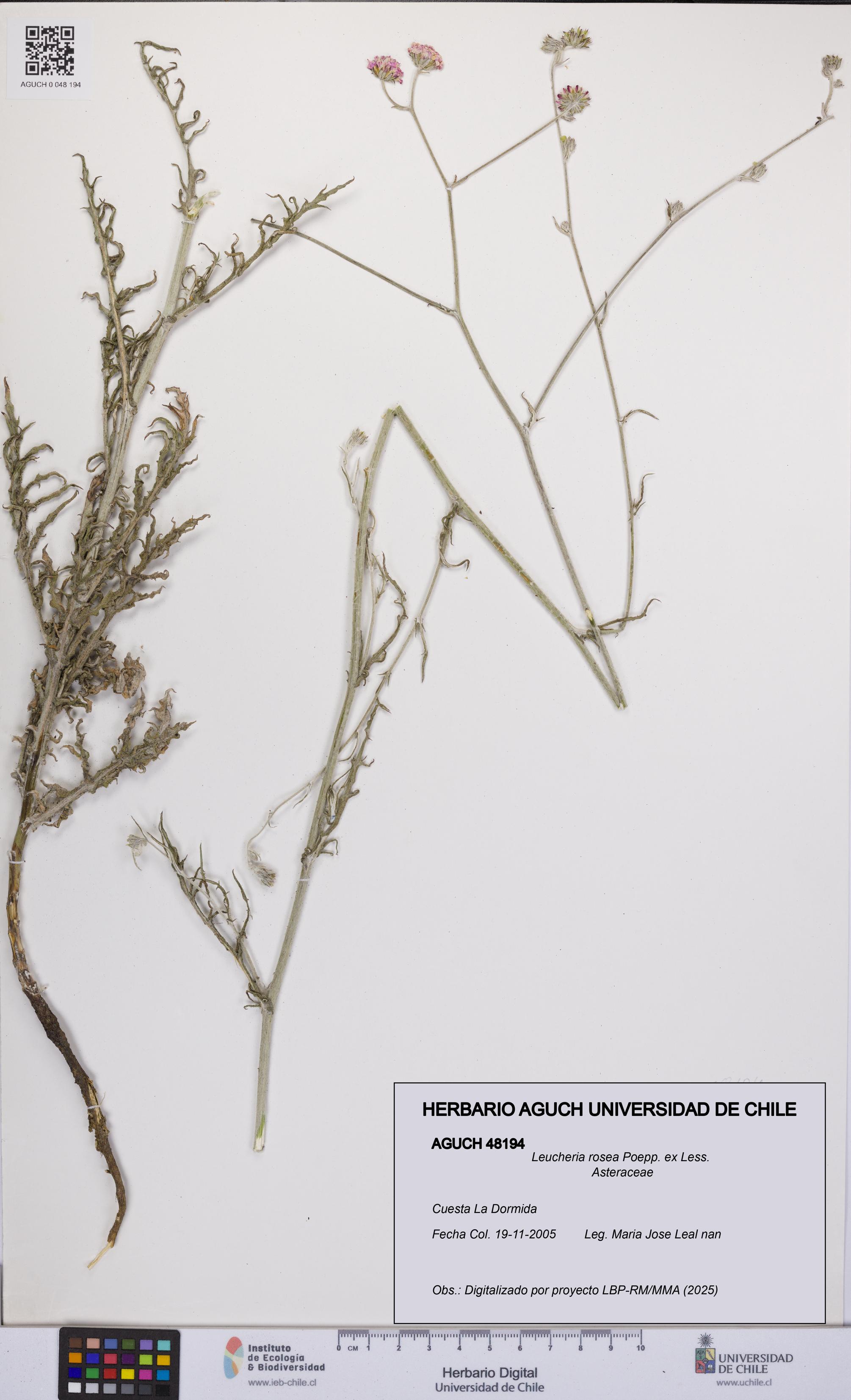 Leucheria rosea [Espécimen: UCH:AGUCH:0048194]