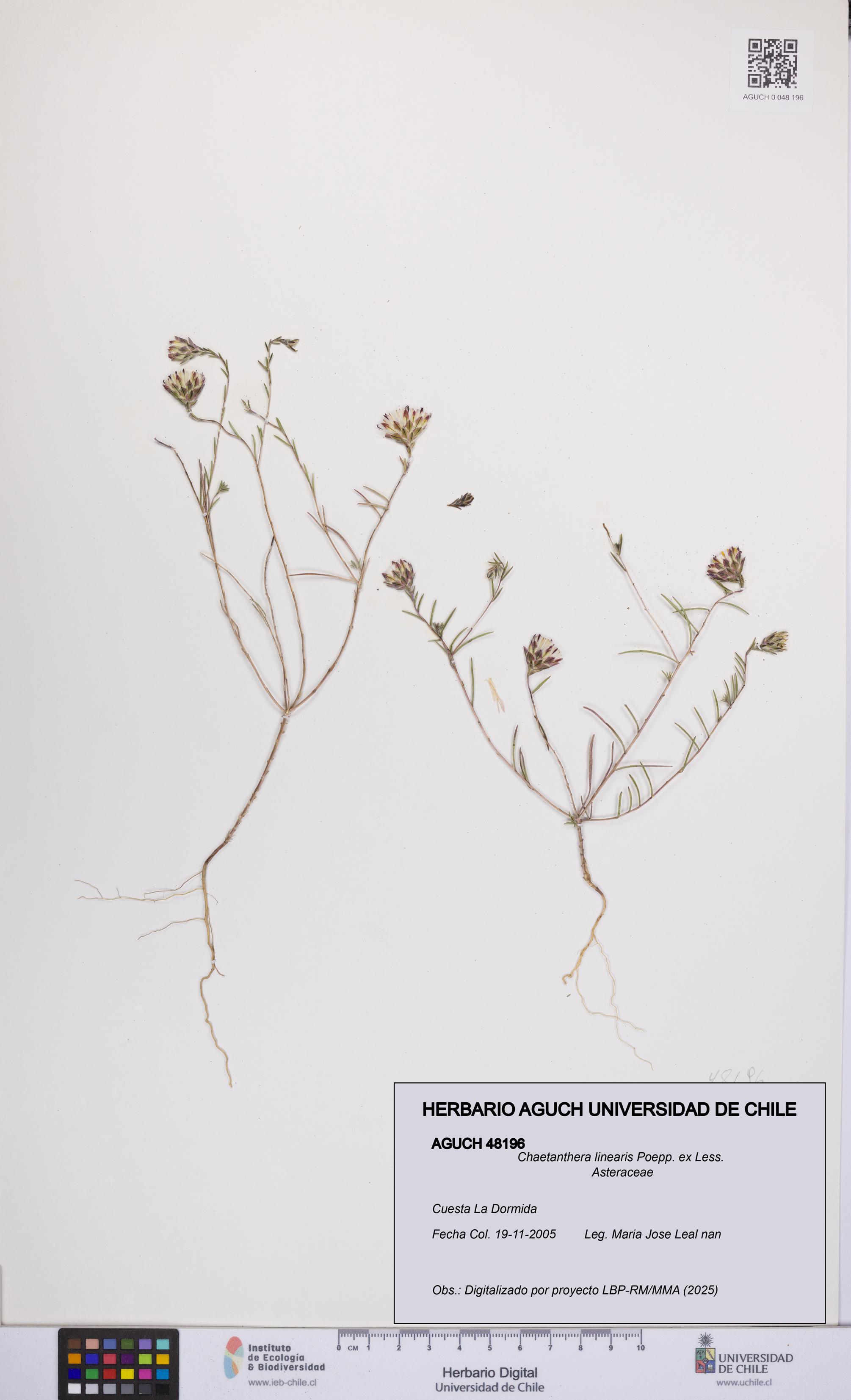 Chaetanthera linearis [Espécimen: UCH:AGUCH:0048196]