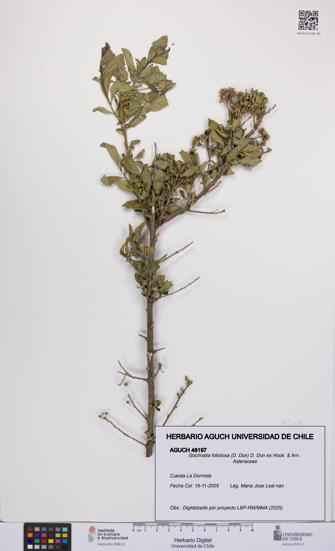 Gochnatia foliolosa [Espécimen: UCH:AGUCH:0048197]