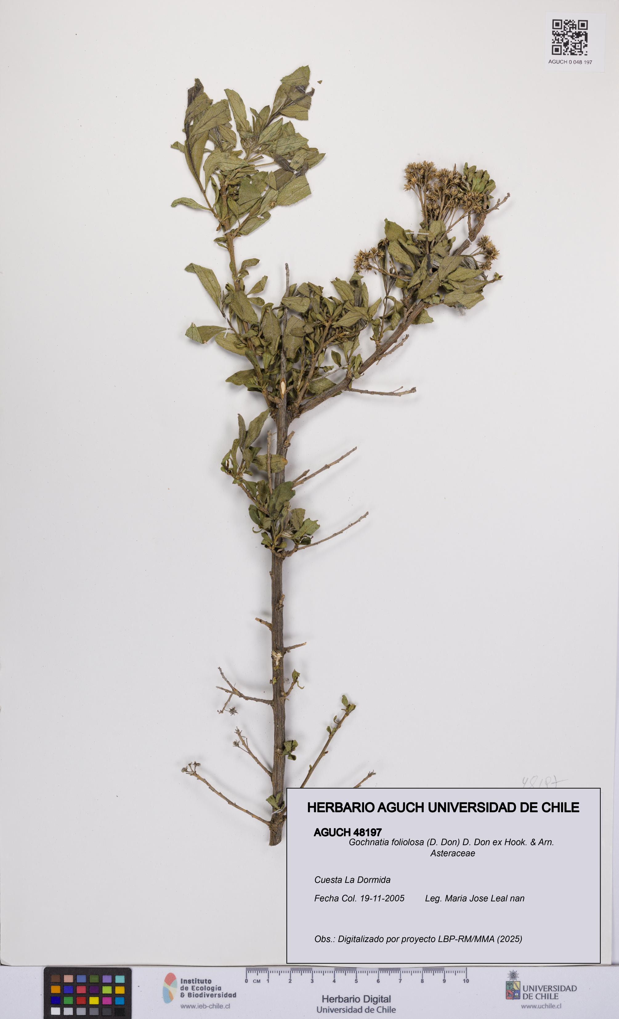 Gochnatia foliolosa [Espécimen: UCH:AGUCH:0048197]