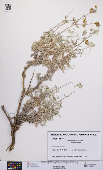 Calceolaria polifolia [Espécimen: UCH:AGUCH:0048198]