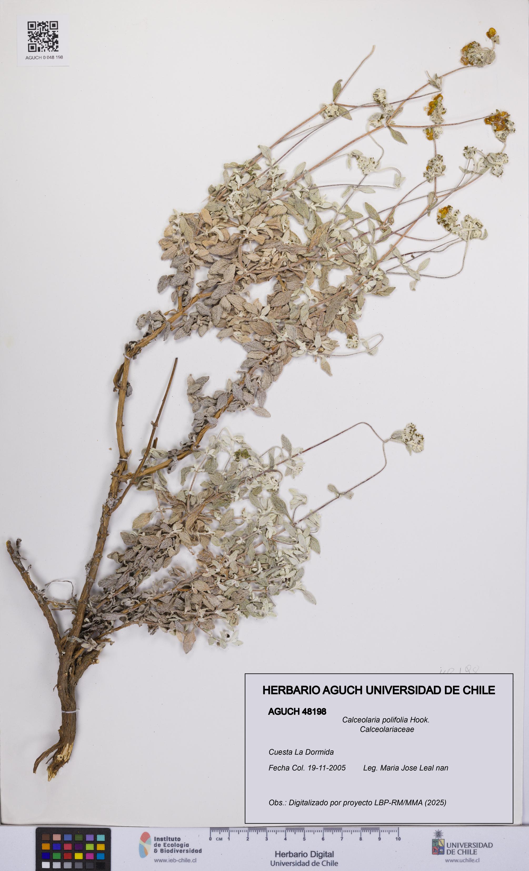 Calceolaria polifolia [Espécimen: UCH:AGUCH:0048198]