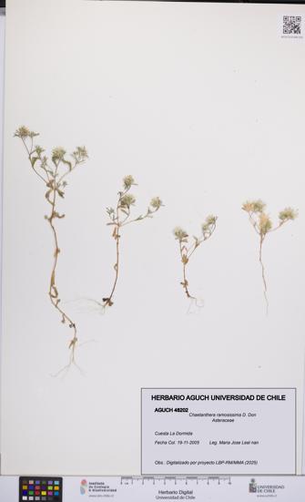 Chaetanthera ramosissima [Espécimen: UCH:AGUCH:0048202]