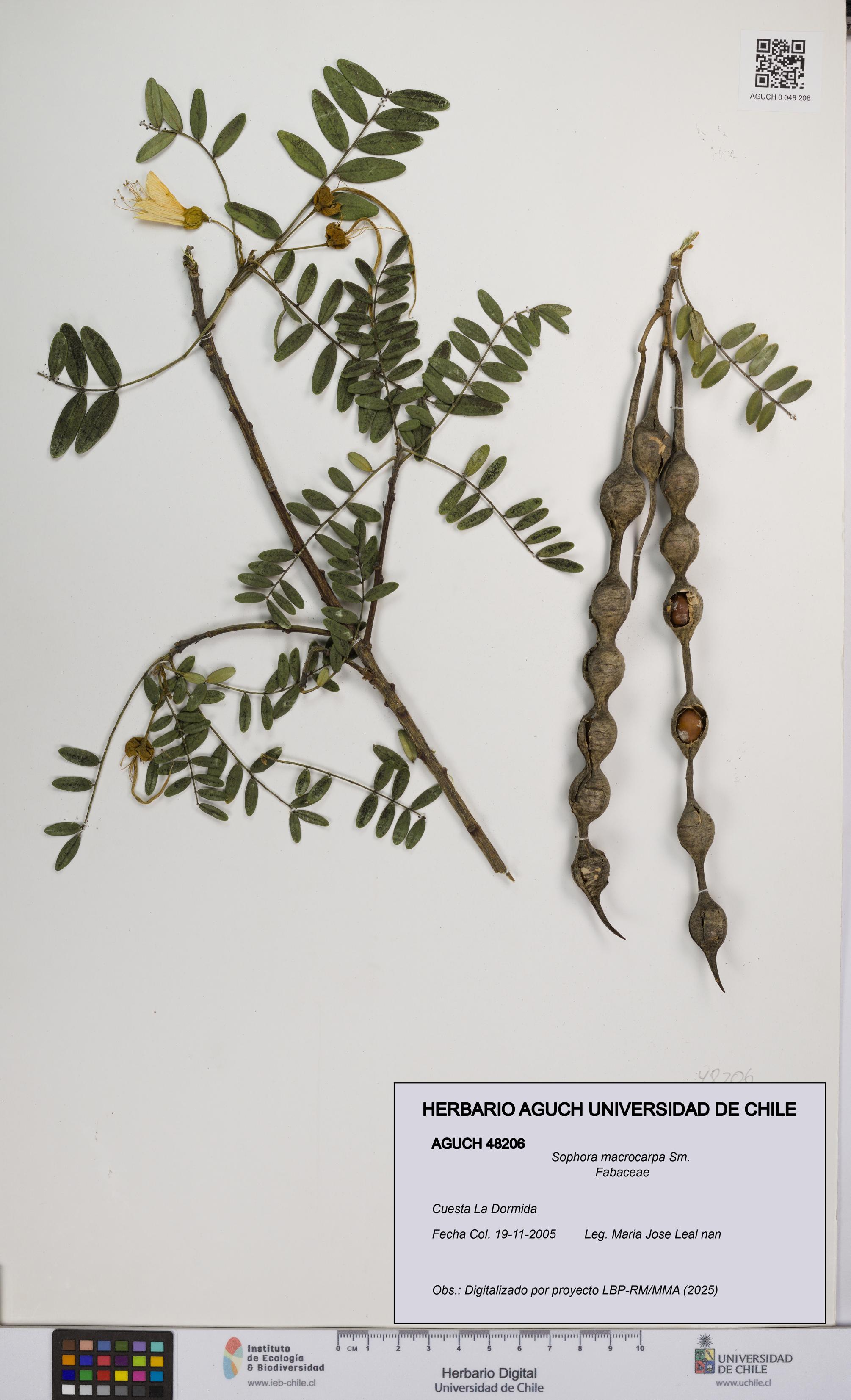 Sophora macrocarpa [Espécimen: UCH:AGUCH:0048206]