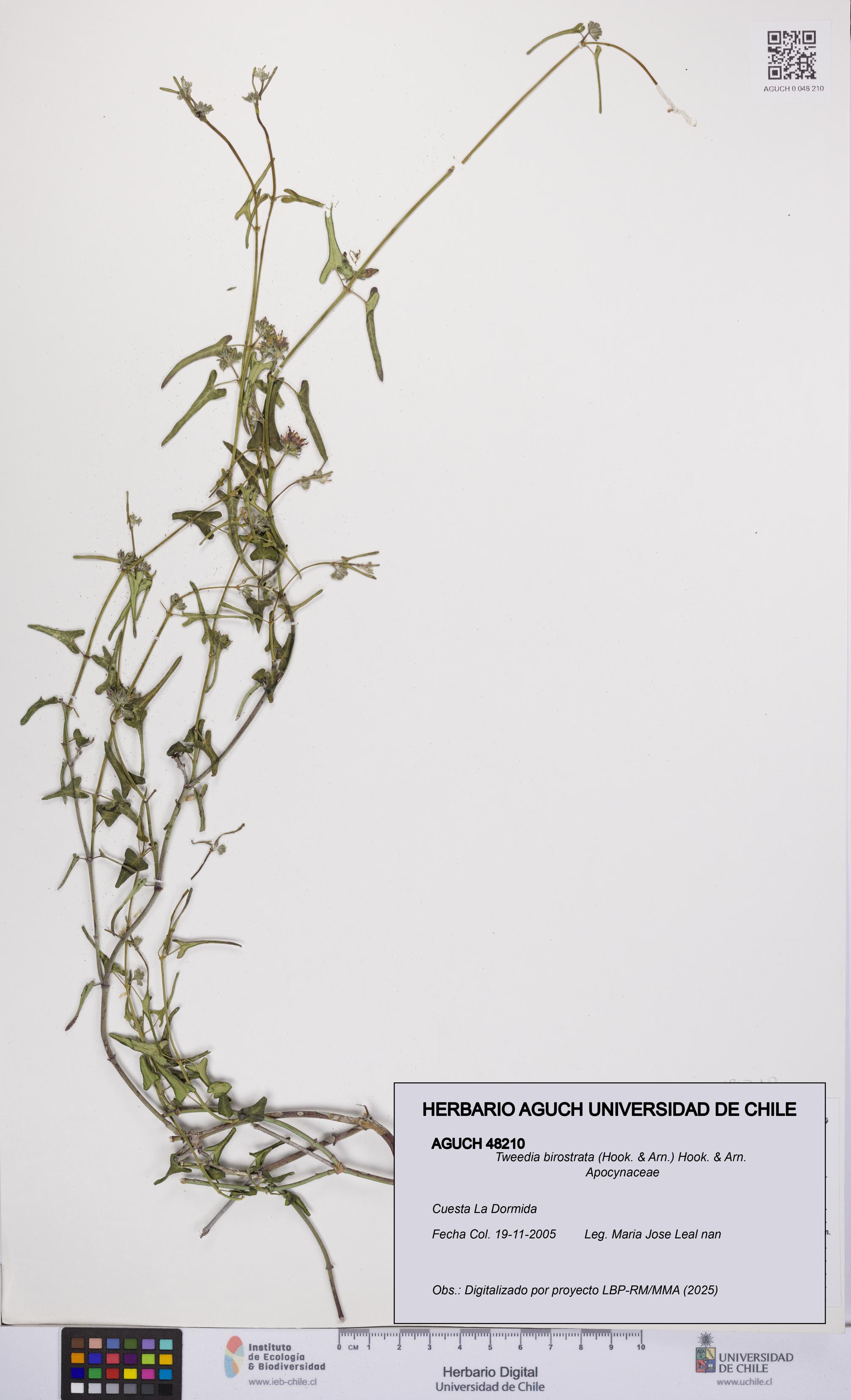 Tweedia birostrata [Espécimen: UCH:AGUCH:0048210]