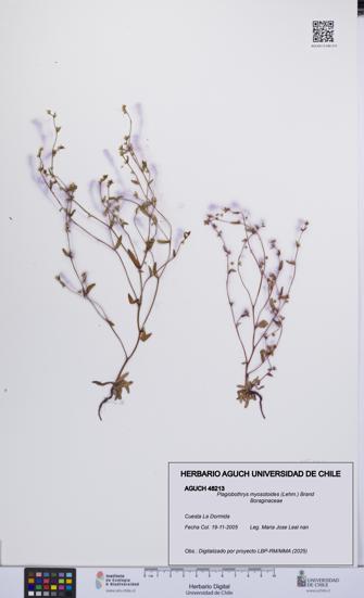 Plagiobothrys myosotoides [Espécimen: UCH:AGUCH:0048213]