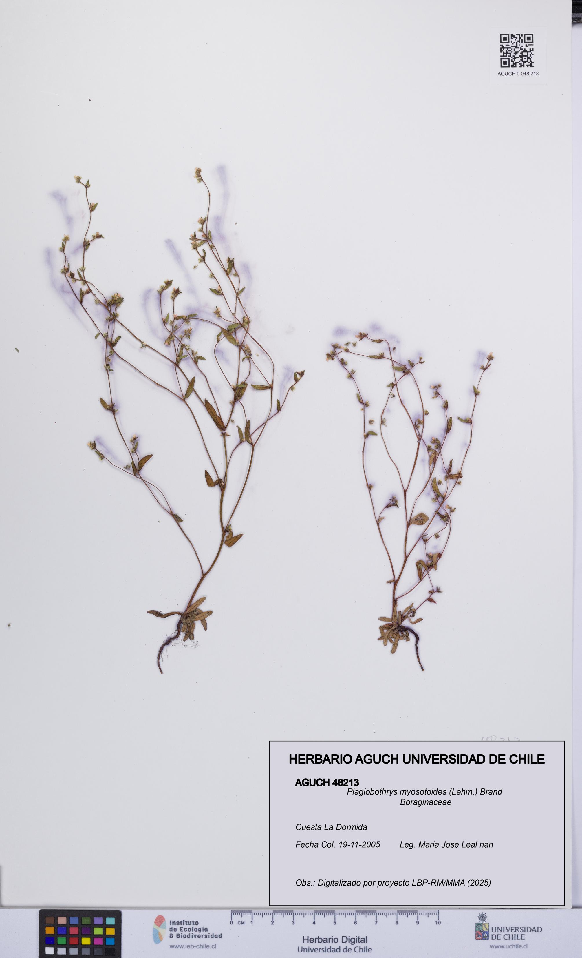 Plagiobothrys myosotoides [Espécimen: UCH:AGUCH:0048213]