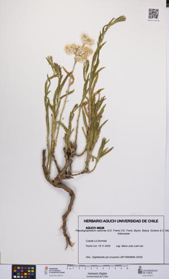 Pseudognaphalium cabrerae [Espécimen: UCH:AGUCH:0048226]