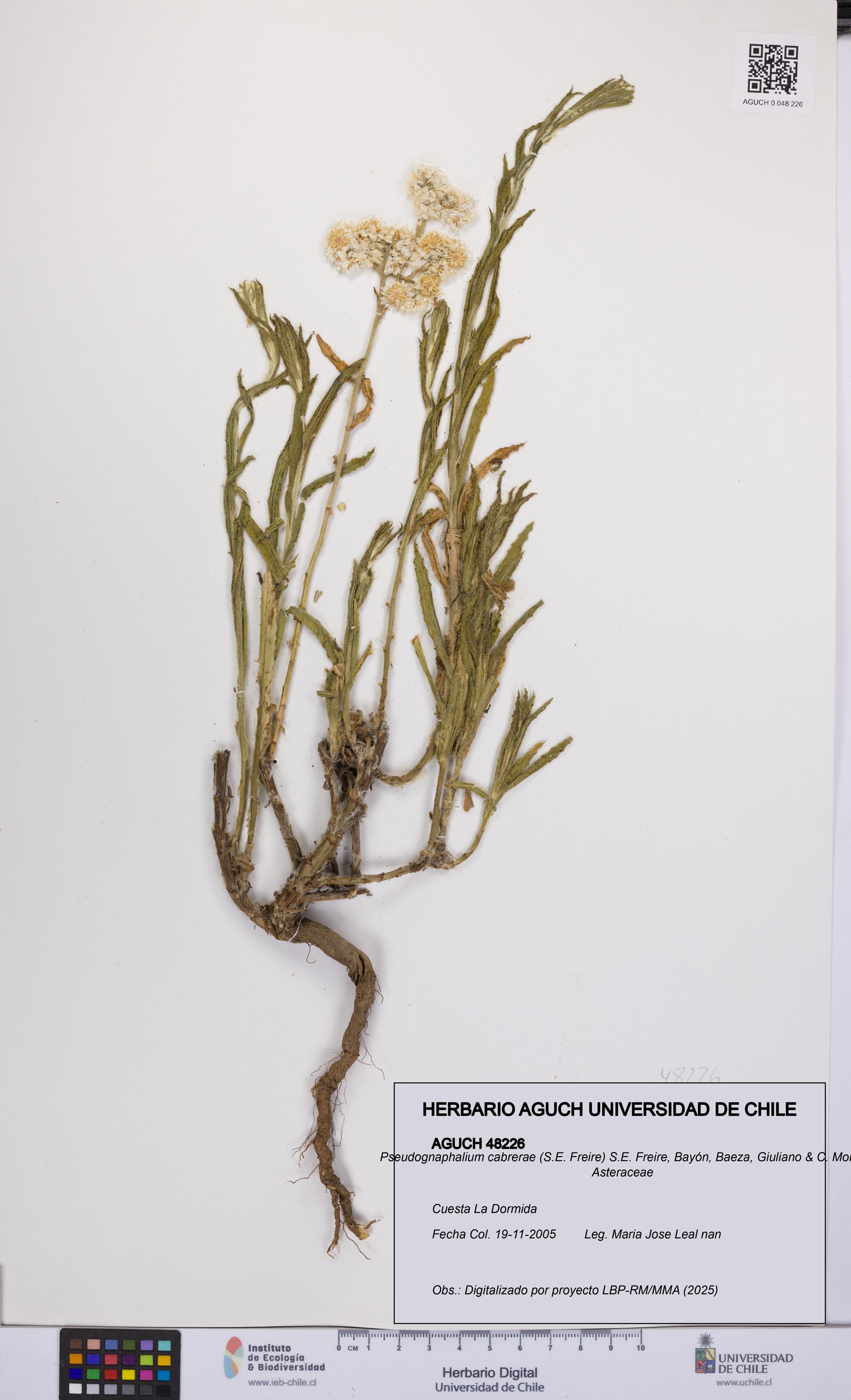 Pseudognaphalium cabrerae [Espécimen: UCH:AGUCH:0048226]