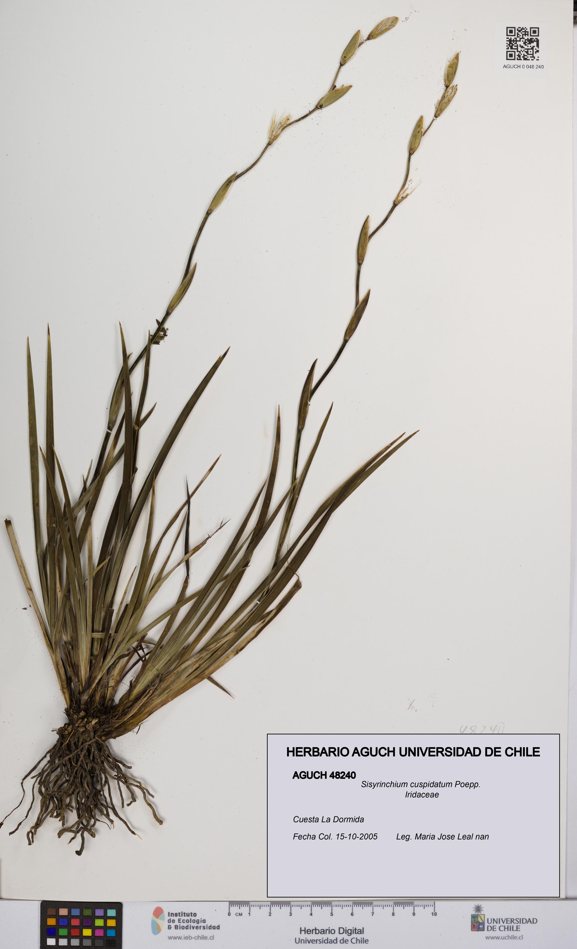 Sisyrinchium cuspidatum [Espécimen: UCH:AGUCH:0048240]