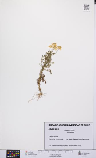 Anthemis cotula [Espécimen: UCH:AGUCH:0048319]