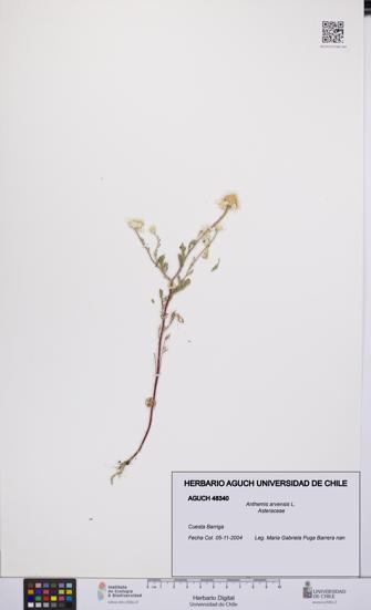 Anthemis arvensis [Espécimen: UCH:AGUCH:0048340]