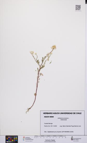 Anthemis arvensis [Espécimen: UCH:AGUCH:0048340]